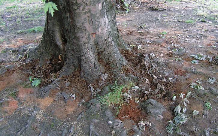Asiatische Laubholzbockkäfer während ihrer ganzen Lebensdauer bis 3 Kilometer weit ausbreiten. Vor allem die Männchen suchen geeignete Wirtsbäume. Sie reagieren auf pflanzliche Duftstoffe.