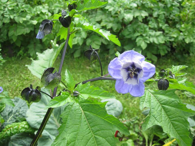 Freilandaussaat Säen Sie die Samen der Blauen Lampionblume im Frühjahr je nach Wetterlage zwischen April bis Juni aus. Spätfröste gefährden jedoch die kleinen Jungpflanzen.