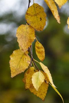 7 cm gold-gelbe Färbung im Herbst Stamm: schmal Eigenschaften der Rinde: in jungen Jahren weiß-bräunlich, mit zunehmendem Alter weiß und von schwarzen Rissen durchzogen