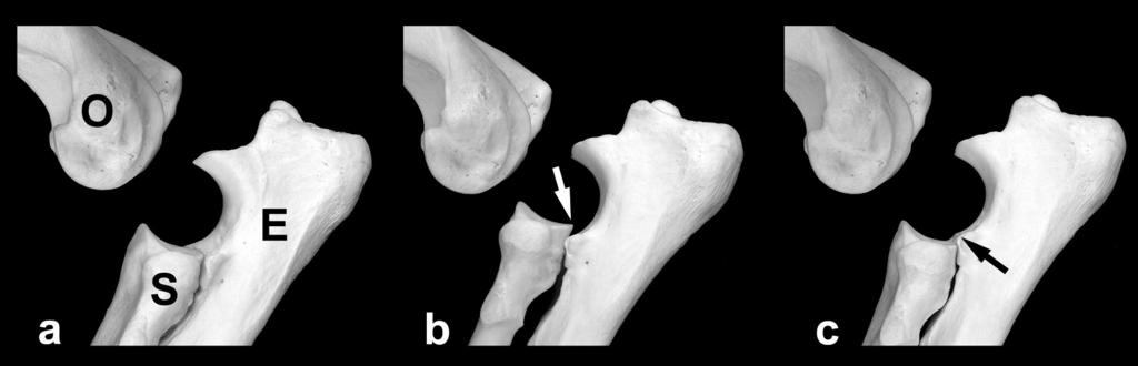 Abb. 2: Darstellung der Knochen des Ellbogengelenks (Das Gelenk ist in einer Oberarmbein (O) ist von den Knochen des Unterarms