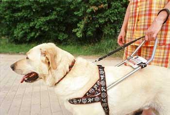 Nutzhunde Gebrauchshunde Unter Gebrauchshunden versteht man Hunde, die Menschen bei ihrer Arbeit unterstützen, gewissermassen berufstätige Hunde.