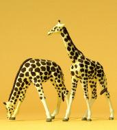 Dromedare Dromedaries 20385 Giraffen Giraffes