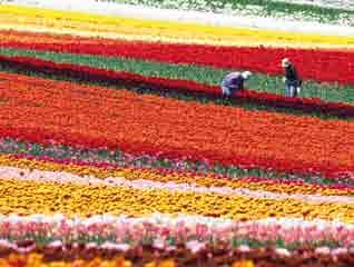 Denn dieser ist weltweit bekannt und ein beliebtes Reiseziel. Kein Wunder, denn zwischen März und Mai blühen hier über 7 Millionen Blumen, darunter rund 100 Tulpensorten.