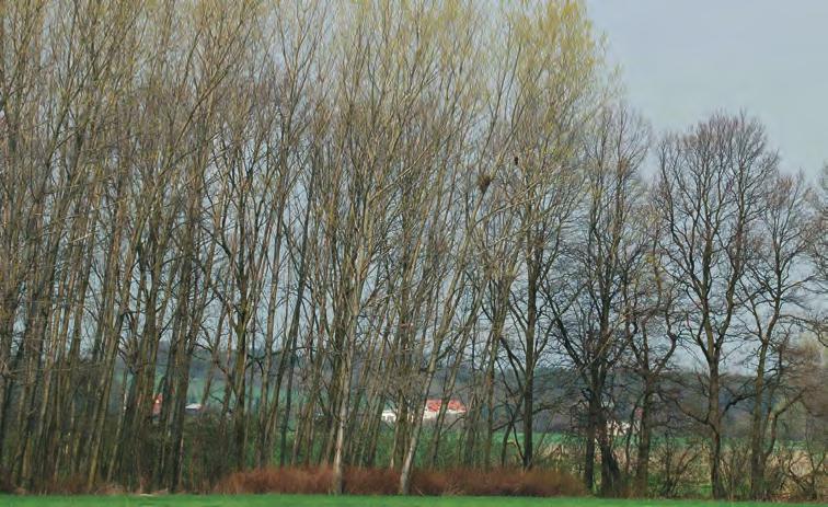 27 Verbesserung des Nistplatzangebotes Warum Rotmilane legen ihre Nester in Baumkronen, nicht selten bis in über 20 m Höhe, an.