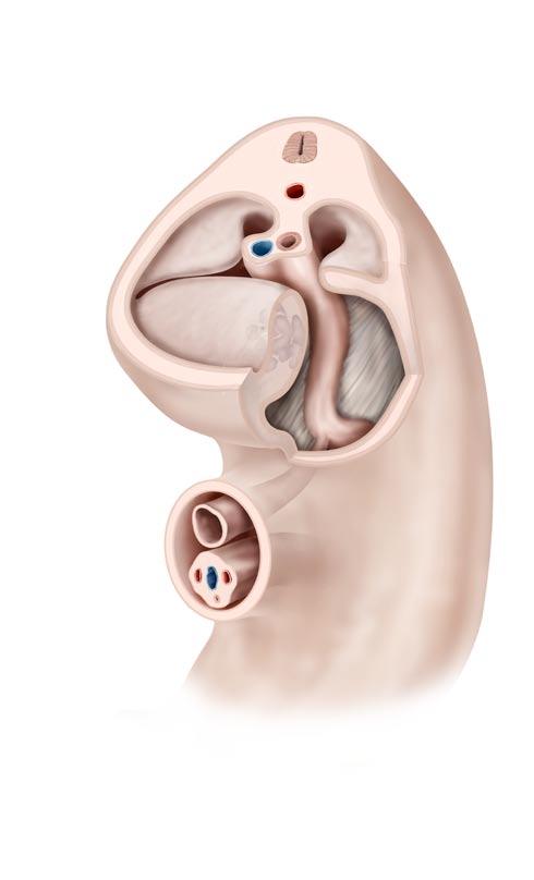 Aufbau und Embryonalentwicklung der Organsysteme 1. Körperhöhlen rechter u. linker Pleuroperitonealkanal rechte Pleuroperitonealfalte Oesophagus V.
