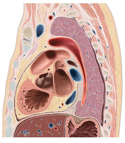 LV rechter Vorhof (RA) Leber b Truncus pulmonalis Aortenklappe linker Ventrikel (LV) Zwerchfell Herzspitze rechter Ventrikel