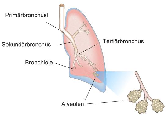 Hintergrundinformationen zurvorbereitung der Versuche 1. Atemfluss und -volumen: Hintergrundinformation Der Gasaustausch zwischen Luft und Blut erfolgt in den Alveolen (Lungenbläschen).