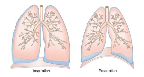 Abbildung 2. Positionen des Zwerchfells und Veränderungen des Lungenvolumens am Ende der Inspiration und Exspiration.