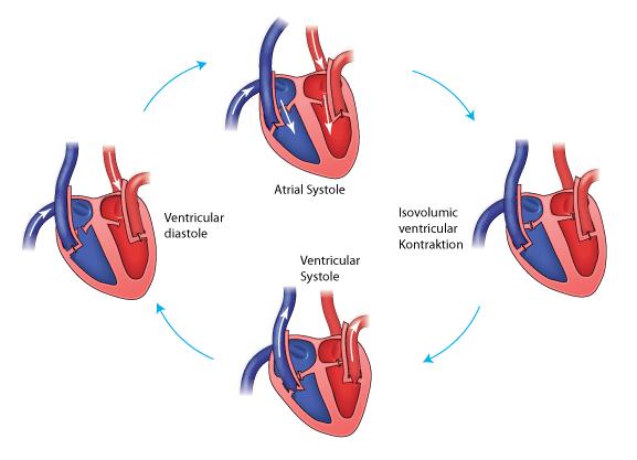Der Herzzyklus Die Herzaktivitäten während eines Herzzyklus sind in ihrer Reihenfolge in Abbildung 6 zusammengefasst. In der Ventrikeldiastole kehrt das Blut zum Herzen zurück.