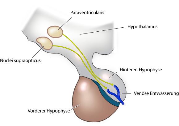 Abbildung 1. Hypothalamisch-hypophysäre Achse. Durst führt zu dem Drang, Flüssigkeit zu sich zu nehmen, während ADH dafür sorgt, dass die Nieren Wasser halten.