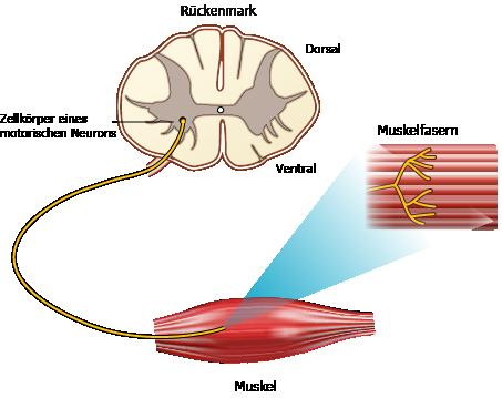 Ein Aktionspotenzial in einem motorischen Neuron führt zur Ausschüttung des Neurotransmitters Acetylcholin in den synaptischen Spalt der motorischen Endplatte und löst dadurch ein Aktionspotenzial in