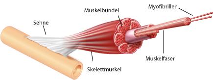 Abbildung 4. Muskeln von Unterarm und Hand. Der motorische Nerv des abductor pollicis brevis (Mediannerv) ist an Handgelenk und Ellbogen leicht zu reizen.