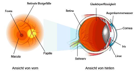 16. Elektrookulografie: Hintergrund Die Augen von Wirbeltieren sind sensorische Organe, die Lichtenergie in Nervenimpulse umsetzen.
