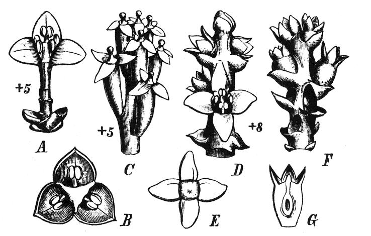 Fig. 96. A-C Eremolepis punctulata (Clos) Greseb. A m Ahre, untere Blüten entfernt; B m Blüte; C f Ahre. - D-G E.