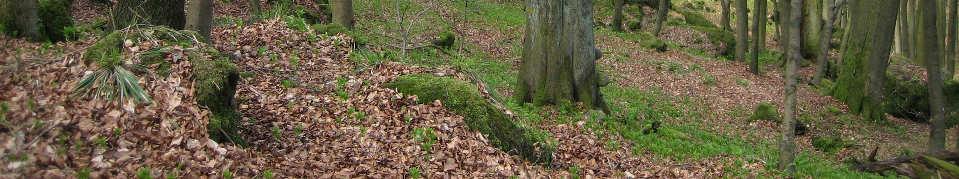 Wald - Naturschutzbiologische