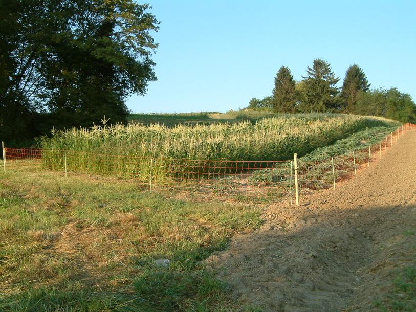 Schutzzäune in der Landwirtschaft Allgemeiner Einsatzbereich Umzäunungen gehören in der Landwirtschaft meistens zur Weidewirtschaft.