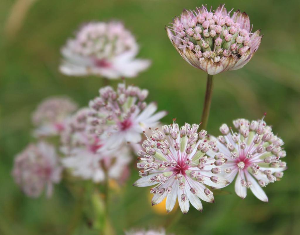 Sterndolde Astrantia major Die Sterndolden sind ausdauernde krautige Pflanzen.