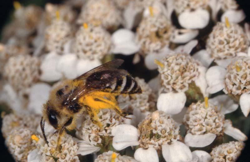 30 Hans-Joachim Flügel Abb.1: Ein Weibchen der Seidenbiene Colletes daviesanus sammelt Pollen auf dem Blütenstand der Schafgarbe, Achillea millefolium. Ihre Pollenhöschen sind bereits voll beladen.