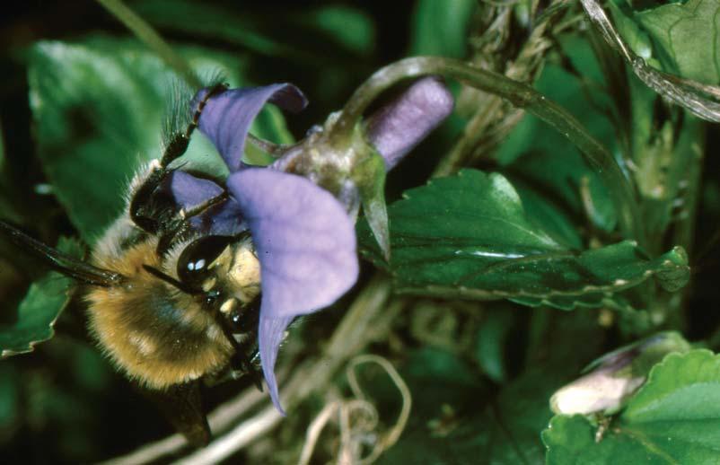 Bienen (Hymenoptera Aculeata: Apidae) vom Halberg bei Neumorschen 33 Abb.