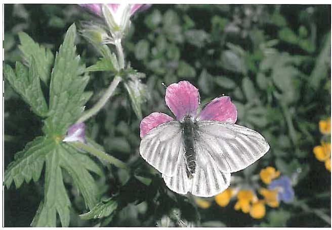 Abb. 31: Der Berg-Weissling (Pieris bryoniae) - die Weibchen sind dunkel bestäubtbesiedelt die hochmontanen bis alpinen blütenreichen Pflanzengesellschaften. (Foto: W.