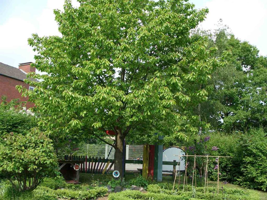 Kirschbaum im Bauerngarten Lösungen der Aufgaben: (1): Ja, weil die anderen Sträucher nicht so hoch werden.