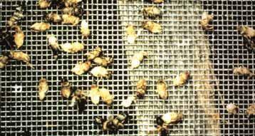 wurde. Die Erfahrung hat gezeigt, dass man nicht zu viele Mittelwände in den Brutbereich hängen sollte, weil der Bien sie dann mit Nektar füllt.