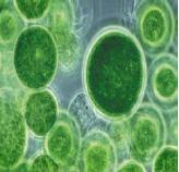 Algen und Pilze: - Keine Garantie gegen Algen- und Pilzbewuchs an der