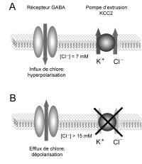 Encart 3 Figure 5 Rôle des pompes d extrusion de chlore (KCC2) dans le maintien d une faible concentration intracellulaire de chlore et donc de la fonction inhibitrice du récepteur GABA.