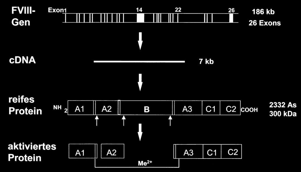 das die beiden Gene F8A und F8B enthält mit unbekannter Bedeutung (9, 10). Abb.