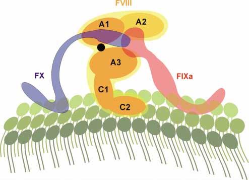 Missense-Mutationen) ein wenn auch funktionsloses FVIII-Protein gebildet wird, das offensichtlich ausreicht, um eine natürliche Immuntoleranz gegen den therapeutisch gegebenen FVIII zu erzeugen.