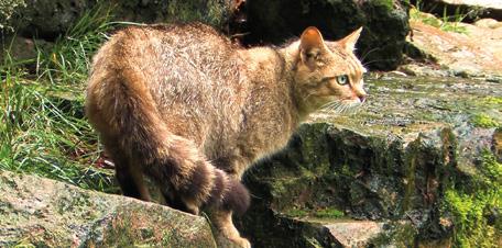 Auf unserer Webseite findet ihr spannende Videos zu den Wildkatzen. www.zukunftwald.