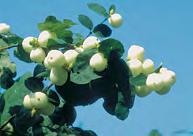 Gefahren in Garten und Natur Gemeiner Liguster h (Ligustrum vulgare) u giftig: schwarze Beeren, auch Blätter und Rinde.