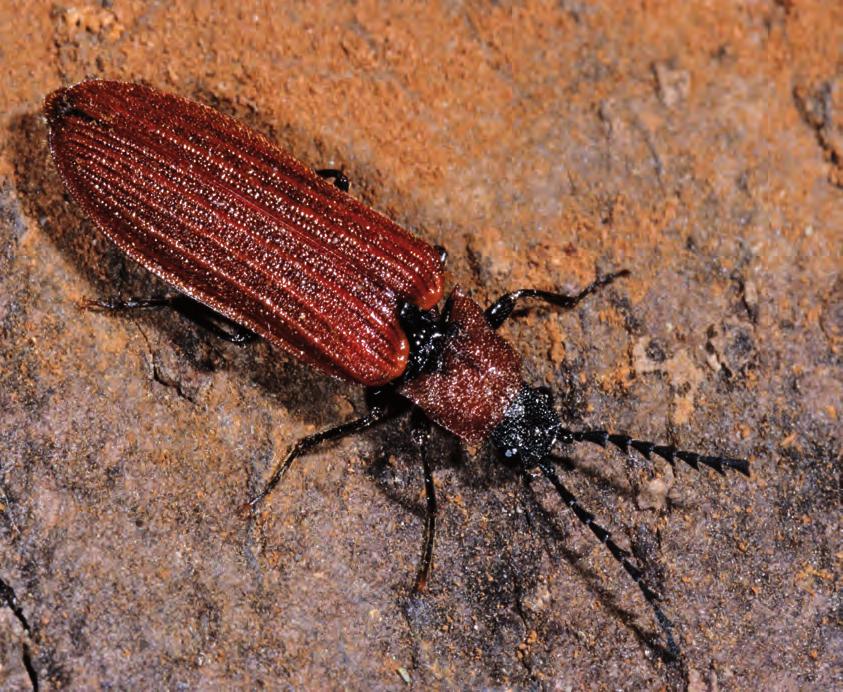Rote Liste der Schnellkäfer, Weichkäfer und verwandter Familien (Insecta: Coleoptera: Elateroidea et Derodontoidea) Thüringens 2.