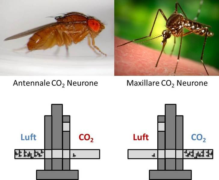 A bb. 2: CO 2 hat eine unterschiedliche Bedeutung für Mücken und Fliegen. Fliegen besitzen CO 2- Neurone auf ihren Antennen. Bei Mücken befinden sich diese auf den Maxillen.