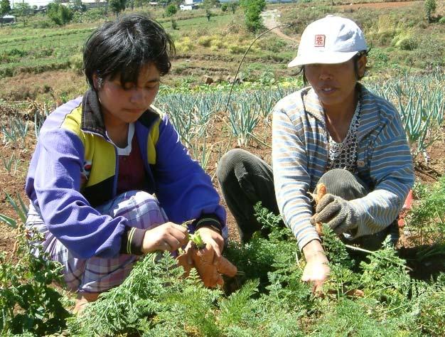 2010 für das Projekt Kirche gegen Armut Landwirtschaftliches Entwicklungsprogramme auf Sulawesi / Indonesien entschieden, das bereits im Jahre 2008 von uns in Frickenhausen mit unterstützt wurde.