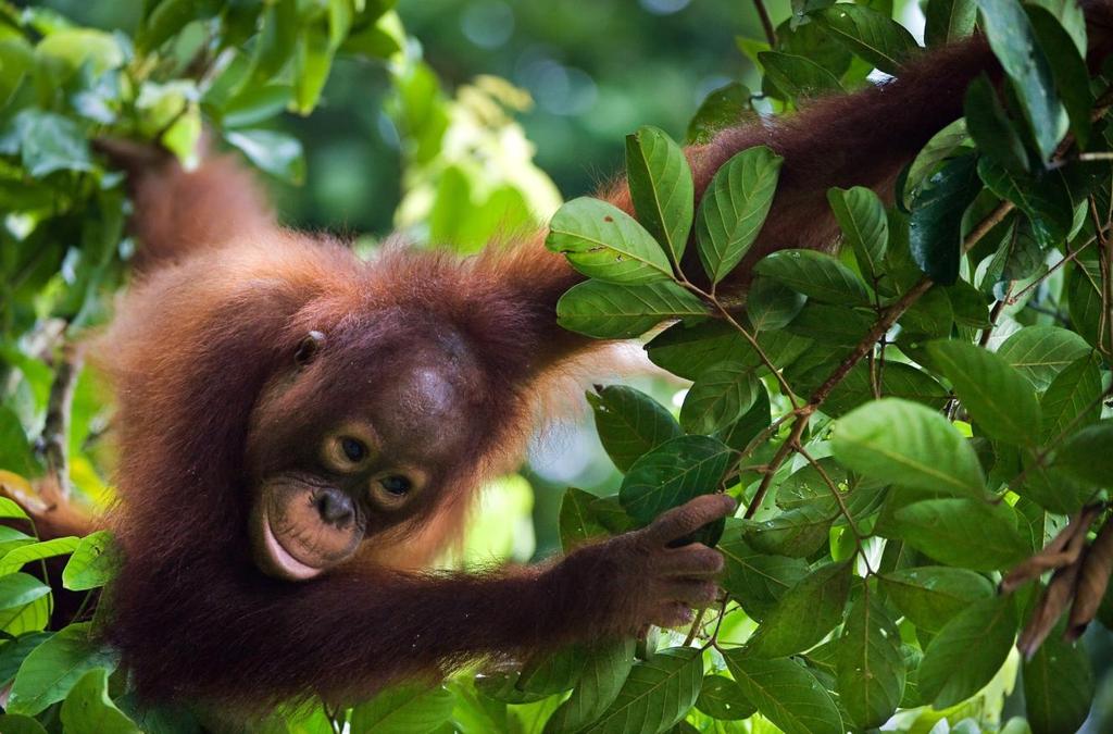 Treffen Sie auf Orang-Utans und erleben Sie die Tierwelt Borneos mit erfahrenen Reiseleitern. Nehmen Sie am Leben der Familien am Flussufer teil und tauchen Sie hautnah in deren Kultur ein.
