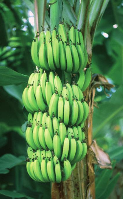 Er lbt mit sinr Muttr und vir klinrn auf inr großn Banannplantag.