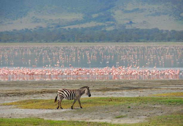 In den Flüssen leben Krokodile und Flußpferde. Die weiten Savannen der Serengeti sind ein Paradies für Weidetiere.