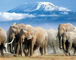 Über der Amboseli Savanne erhebt sich der Kilimandscharo fast 5000m aus der Steppe.