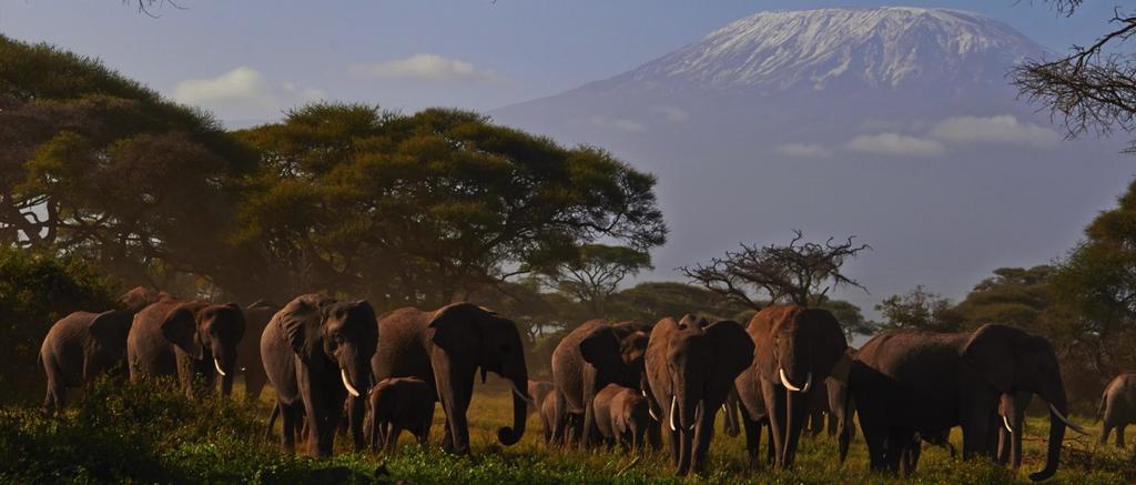 begangene Route besteigen können. 3. Kilimandscharo Trekking (6 Tage am Berg) Wir besteigen die höchste Erhebung Afrikas, den Uhuru Gipfel (5895m).