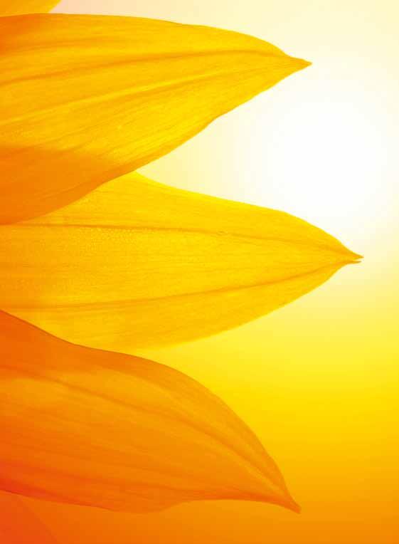 ROCKPANEL Colours Gelb / Sand Ockergelb wie die Wüste oder hellgelb wie die Dünen - Gelbtöne wie nach dem Stand der Sonne.