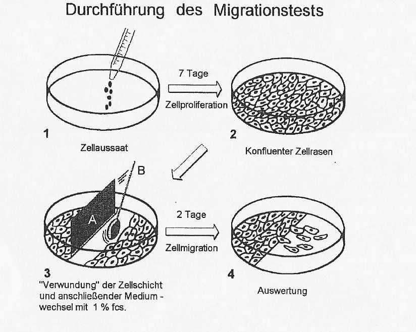 Methoden 18 Abb.1: Schematischer Überblick über die Durchführung des Migrationstests (7), A = sterile Klinge; B = steriles Wattestäbchen (16, S.24). 3.