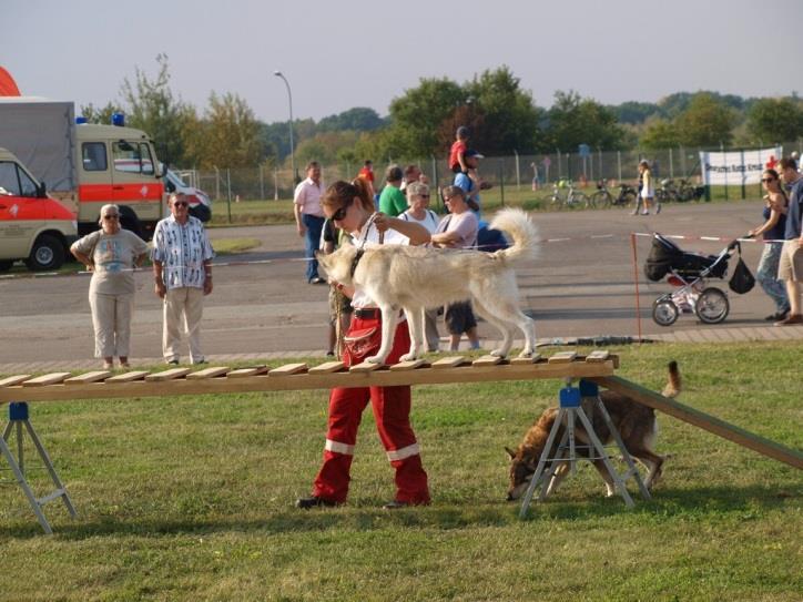 , die mit jeweils drei Vorführungen täglich einen kleinen Einblick in die Rettungshundearbeit des Deutschen Roten Kreuzes gewährten.