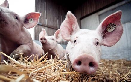 Haltungsanforderungen - Schwein Ausreichend Frischluftzufuhr und Tageslichteinfall Weicher, trockener, eingestreuter Liegebereich Max.
