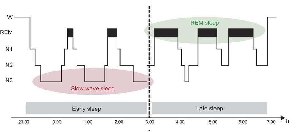 1. Einleitung und Zielsetzung SWS: 10-20%) und der REM-Anteil ungefähr 10-25% (Schäuble et al., 2005). Ein charakteristischer Ablauf der einzelnen Schlafphasen ist in Abbildung 2 dargestellt.