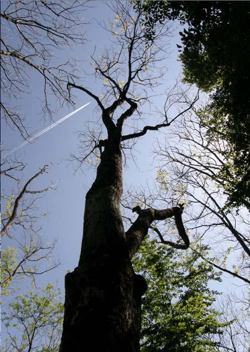Das Eschentriebsterben verläuft vor allem bei jüngeren Bäumen häufig tödlich Gebietsweise sind in Naturverjüngungen und Aufforstungen nahezu 100% der Bäume erkrankt In manchen Teilen Österreichs sind