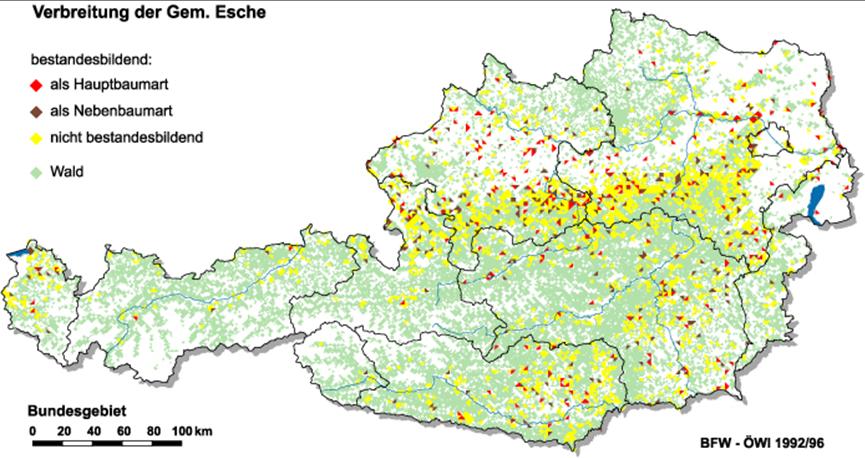 Eschen-Arten in Österreich Quirl-Esche Blumenesche