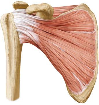 454 E 1 Schulter, Oberarm und Ellenbogen M. supraspinatus: Dieser v. a. für die Einleitung der Abduktionsbewegung zuständige Muskel zieht durch die Schulterenge unter dem Acromion, bzw. Lig.