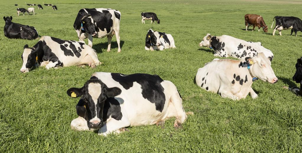 Der Mensch nutzt diese Tiere, um daraus hochwertige Nahrungsmittel sowie Wolle und Leder zu produzieren.