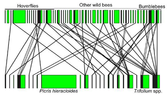 Pflanzen-Bestäuber-Netzwerke Interaktionen zwischen Bestäubern und Blütenpflanzen Schwebfliegen andere